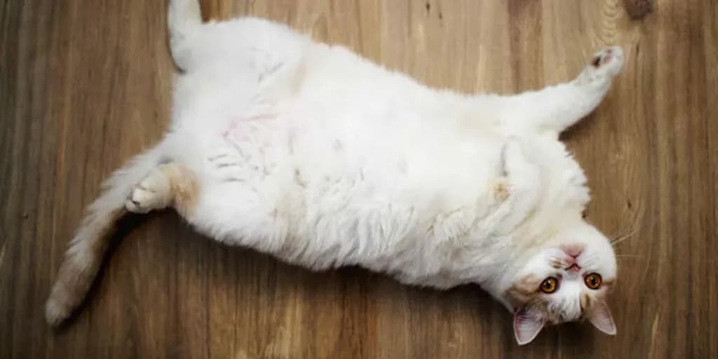 post-best-combination-of-technical-indicators-for-swing-trading-a-comprehensive-guide-image